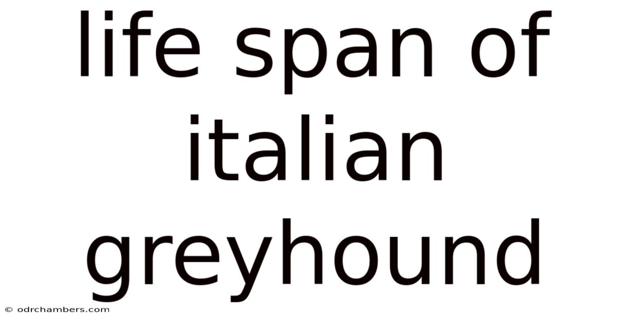 Life Span Of Italian Greyhound