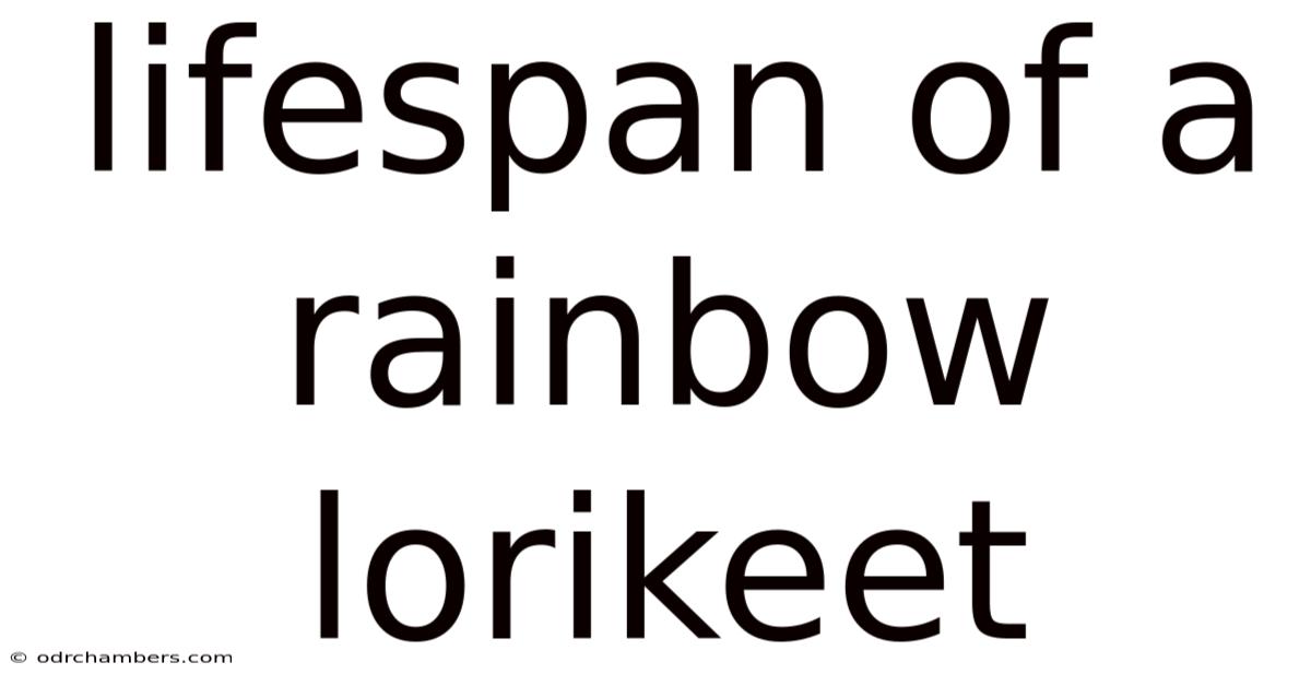 Lifespan Of A Rainbow Lorikeet