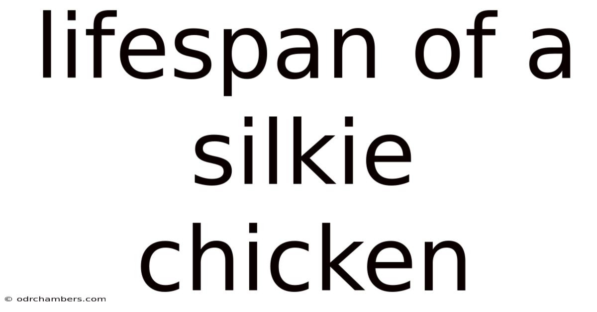 Lifespan Of A Silkie Chicken