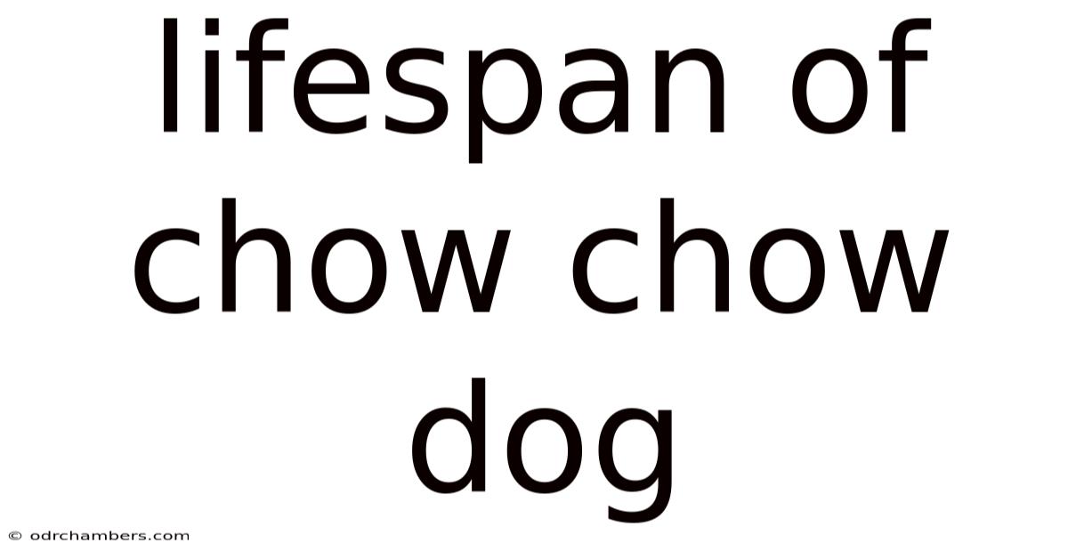 Lifespan Of Chow Chow Dog