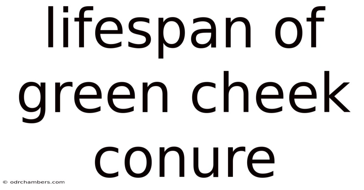 Lifespan Of Green Cheek Conure