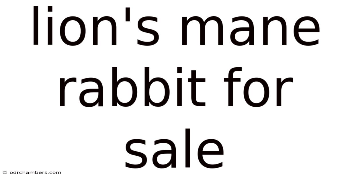 Lion's Mane Rabbit For Sale