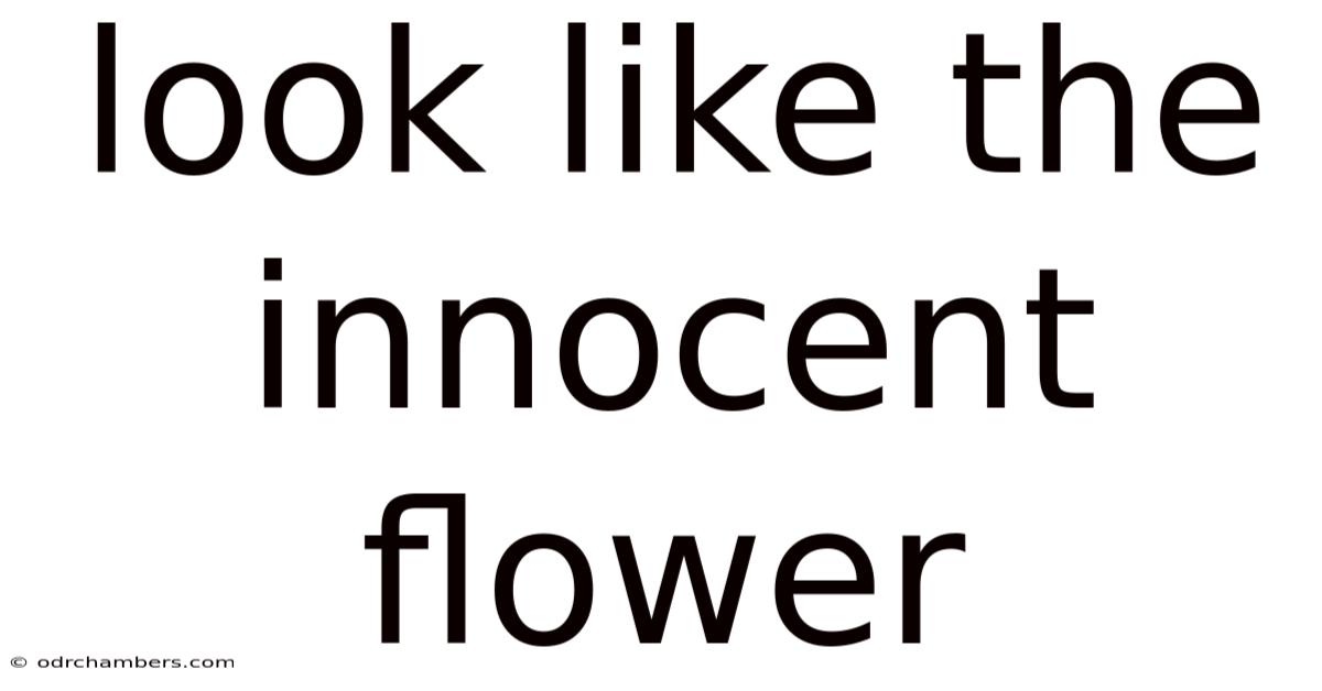 Look Like The Innocent Flower