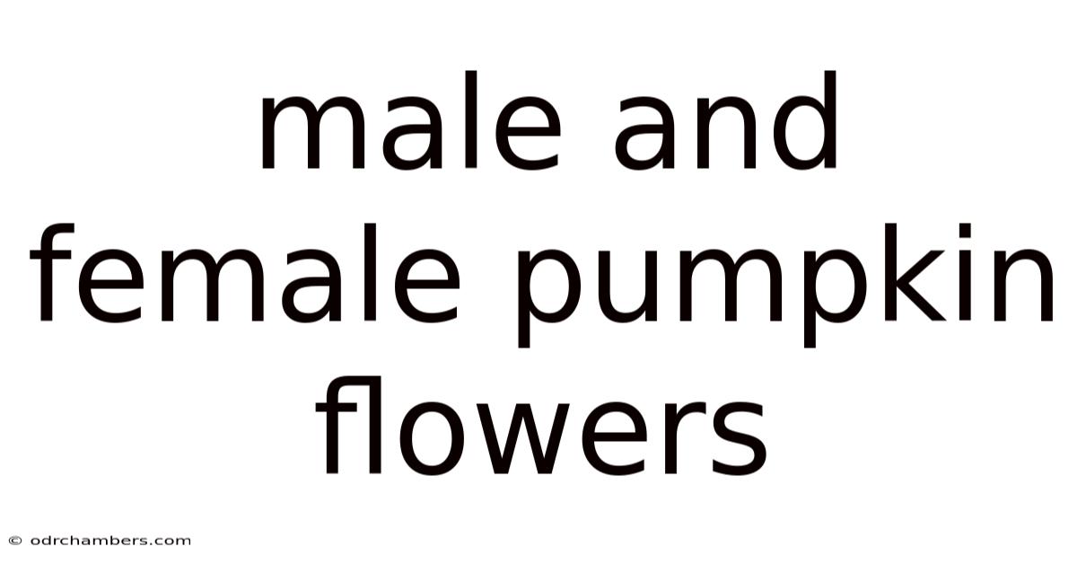 Male And Female Pumpkin Flowers