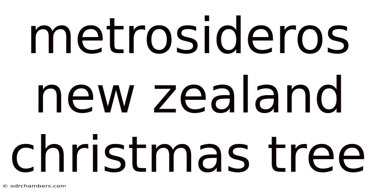 Metrosideros New Zealand Christmas Tree
