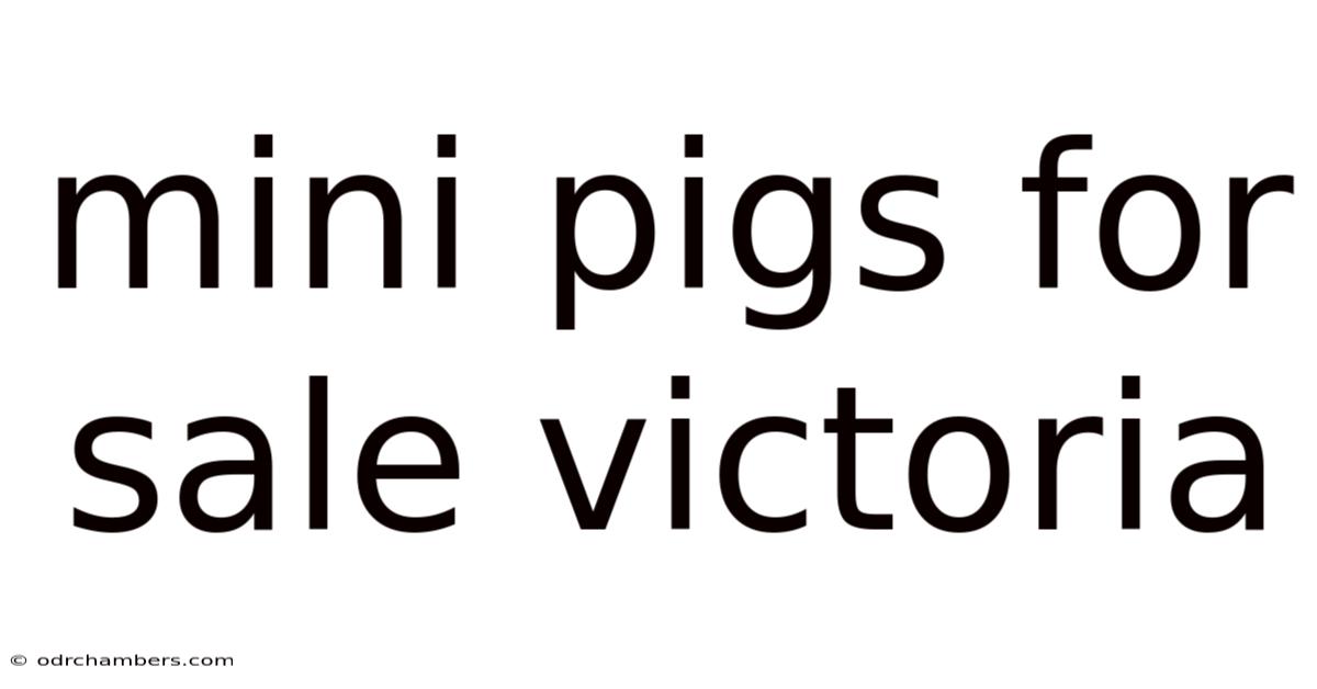 Mini Pigs For Sale Victoria
