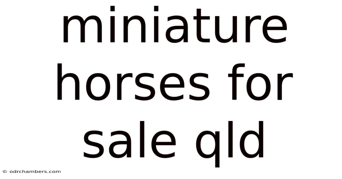 Miniature Horses For Sale Qld