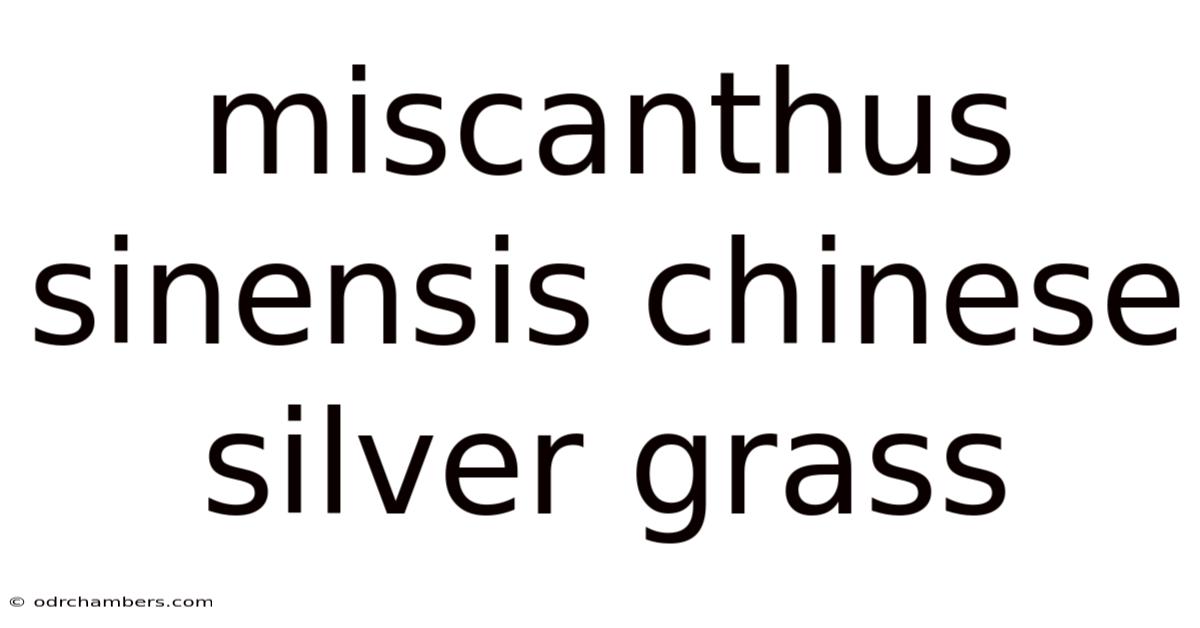 Miscanthus Sinensis Chinese Silver Grass