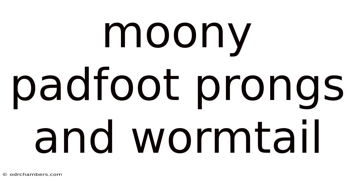 Moony Padfoot Prongs And Wormtail