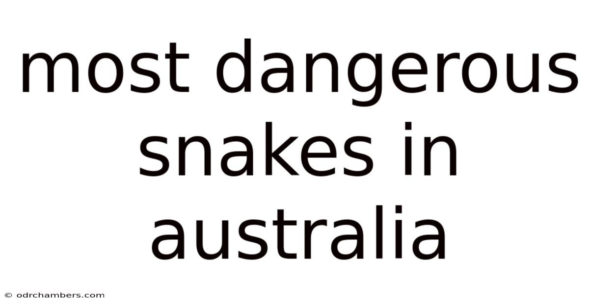 Most Dangerous Snakes In Australia