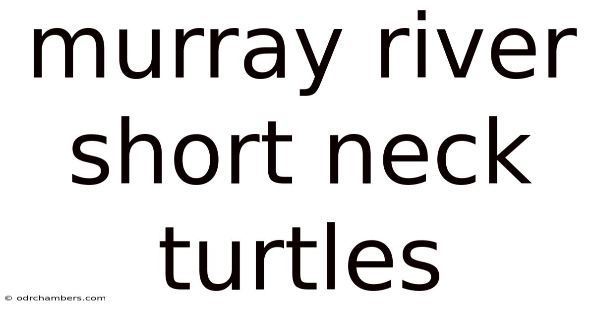 Murray River Short Neck Turtles
