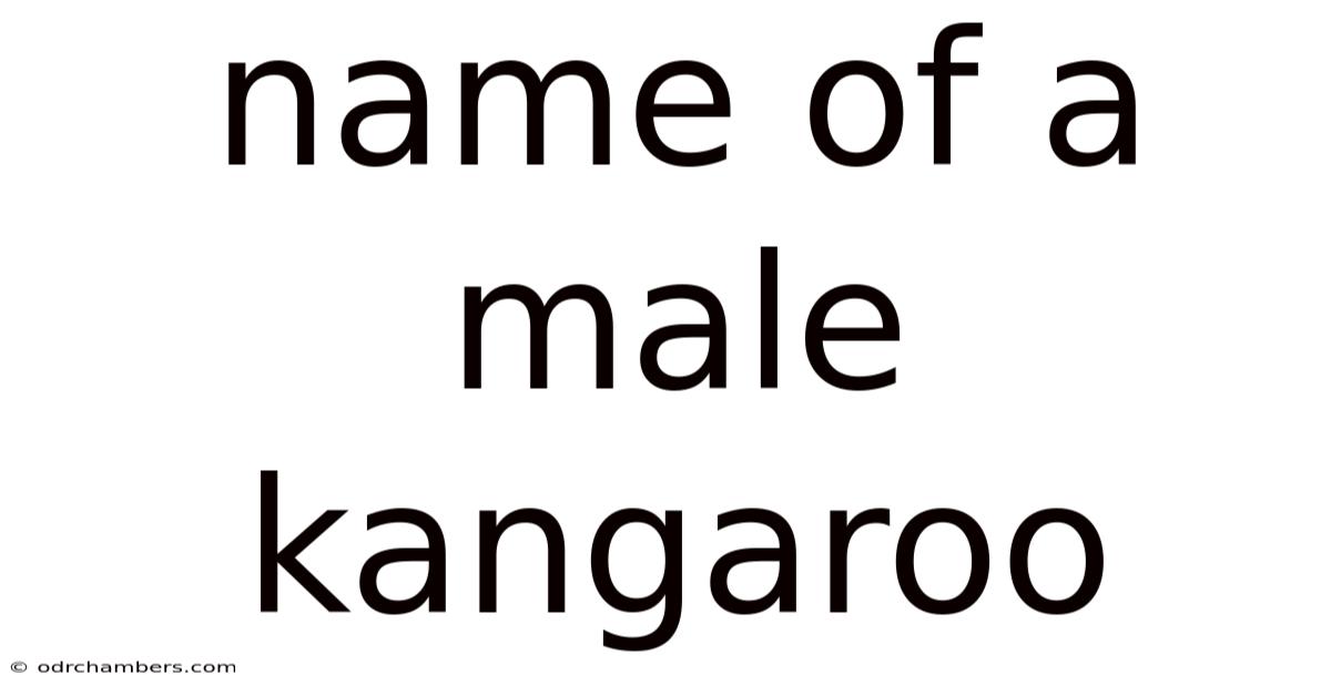 Name Of A Male Kangaroo