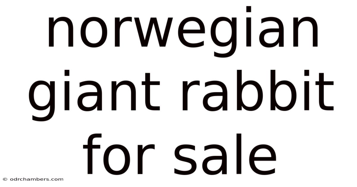 Norwegian Giant Rabbit For Sale