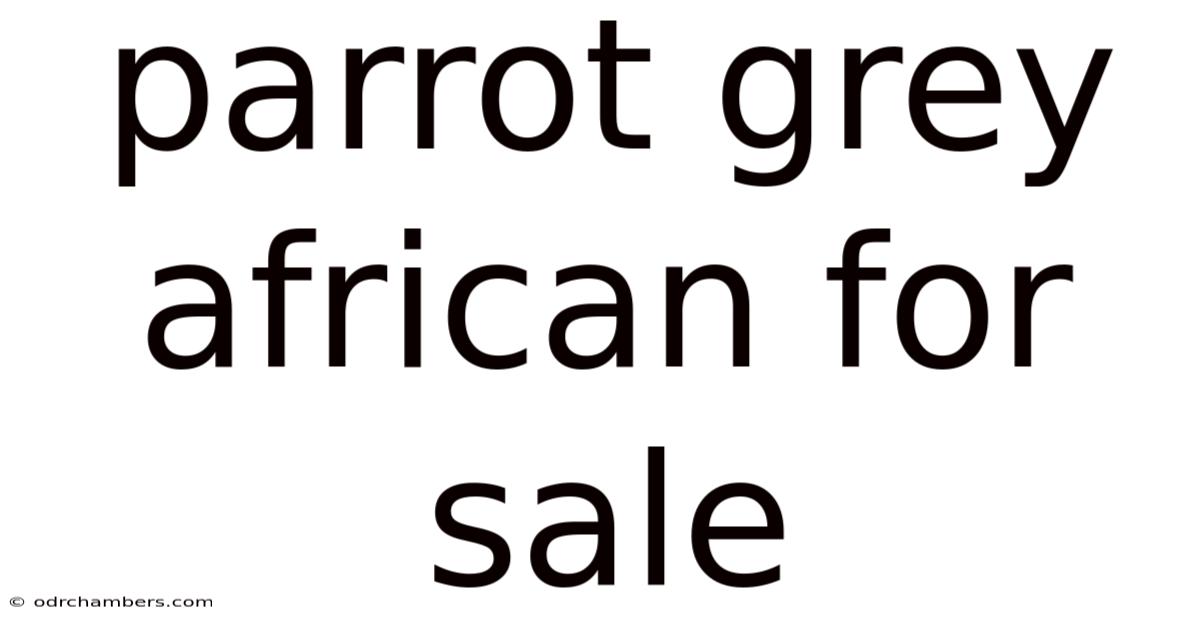 Parrot Grey African For Sale