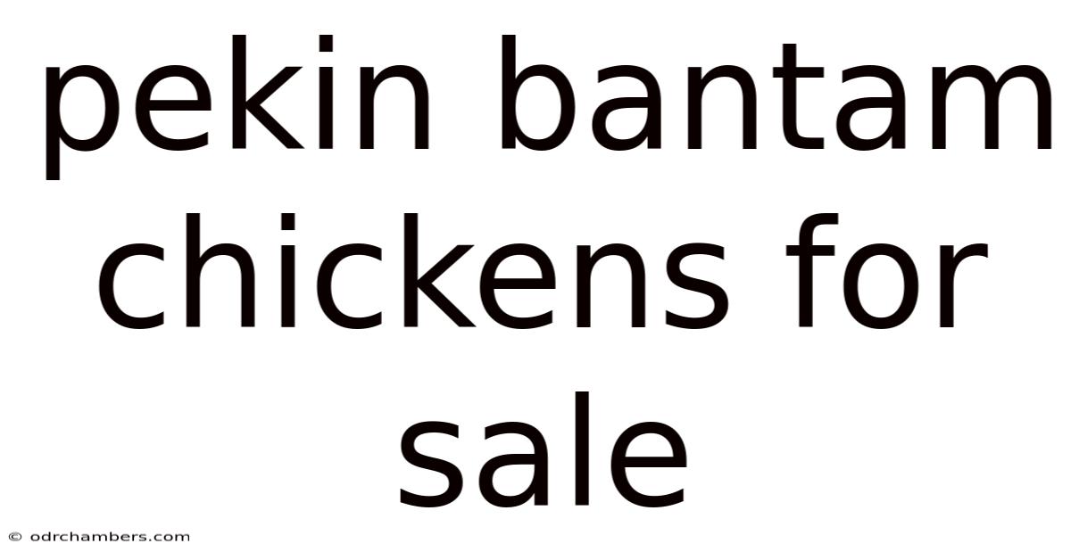Pekin Bantam Chickens For Sale