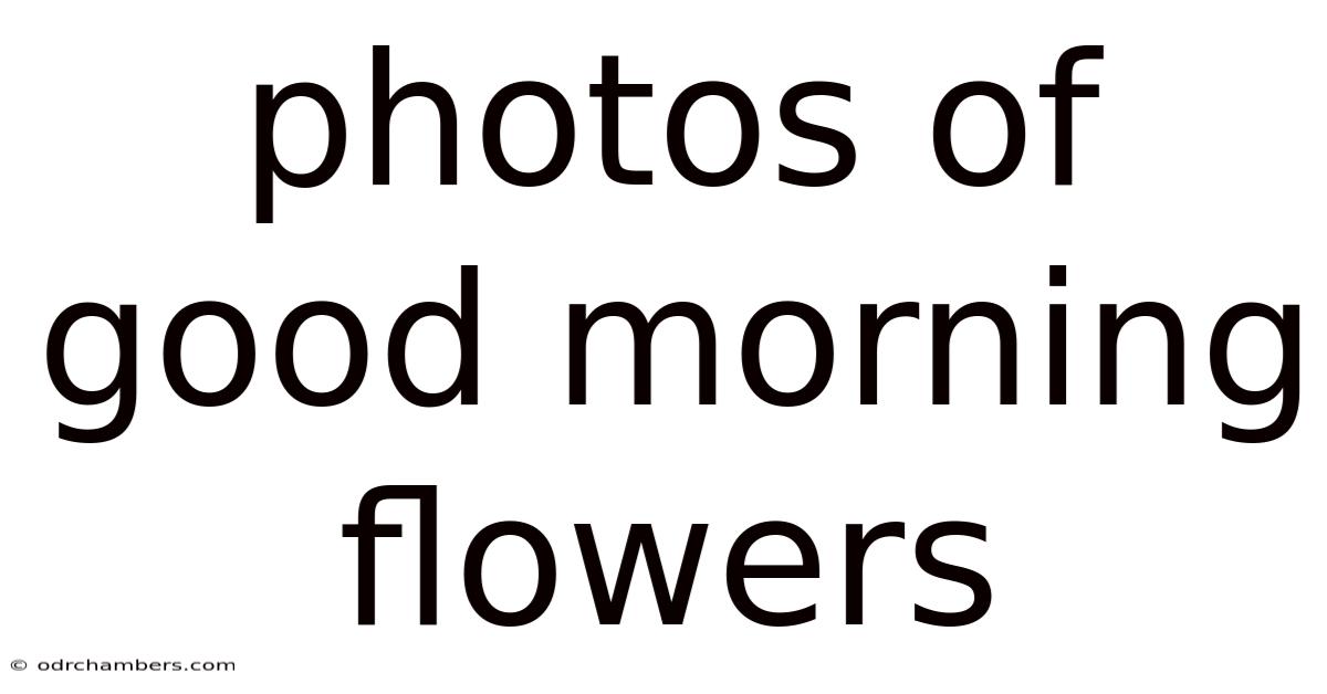 Photos Of Good Morning Flowers