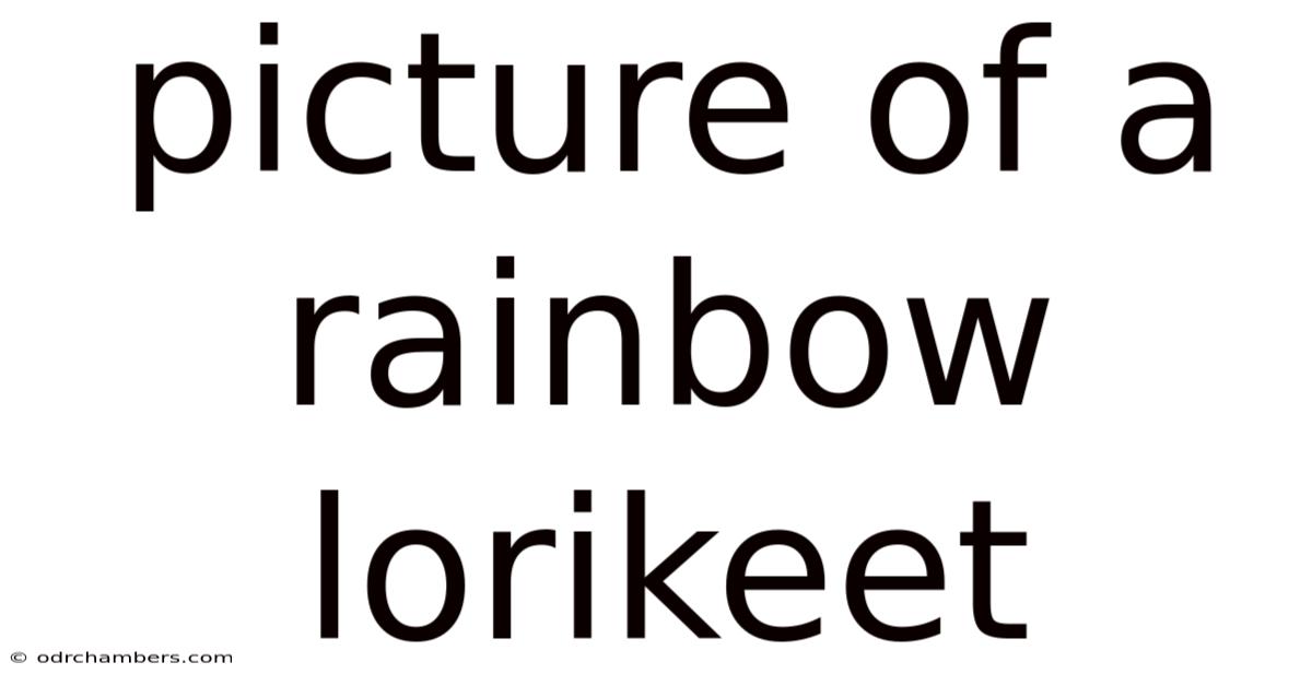 Picture Of A Rainbow Lorikeet