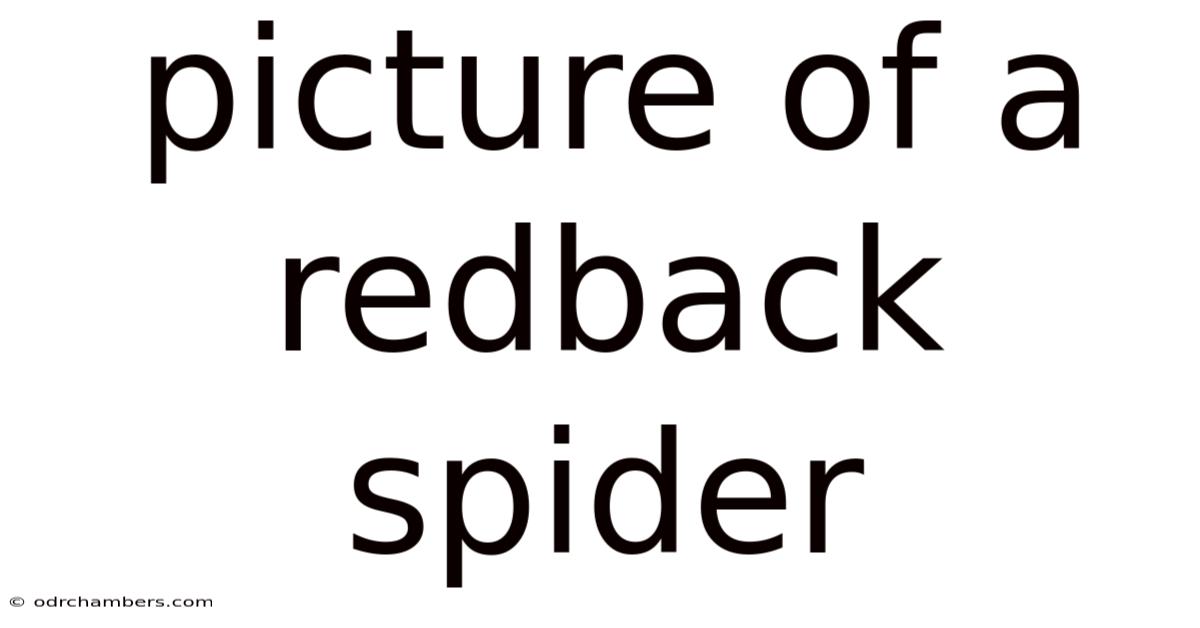 Picture Of A Redback Spider