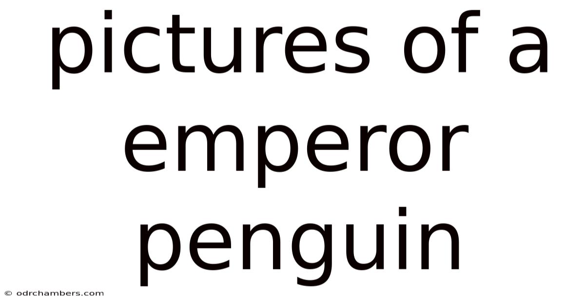Pictures Of A Emperor Penguin