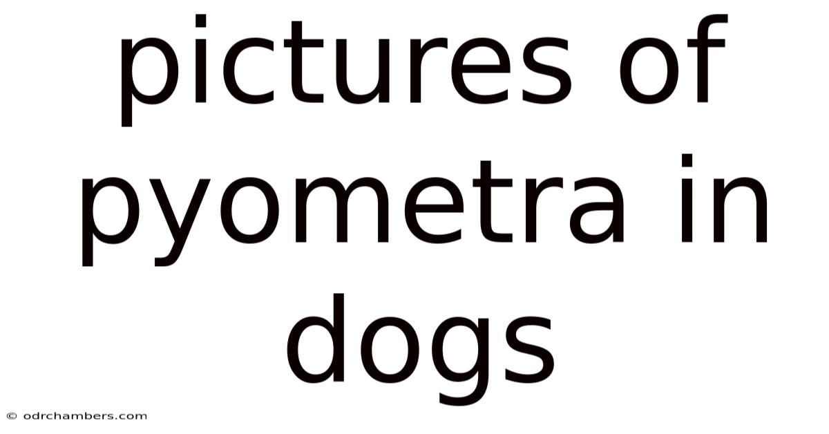 Pictures Of Pyometra In Dogs