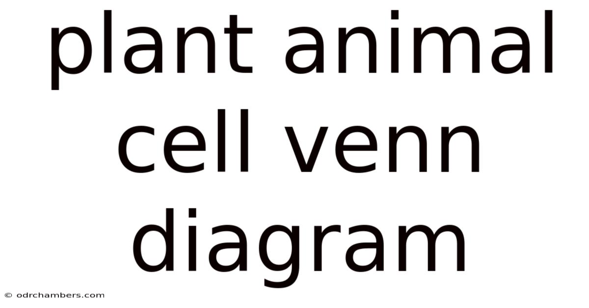 Plant Animal Cell Venn Diagram