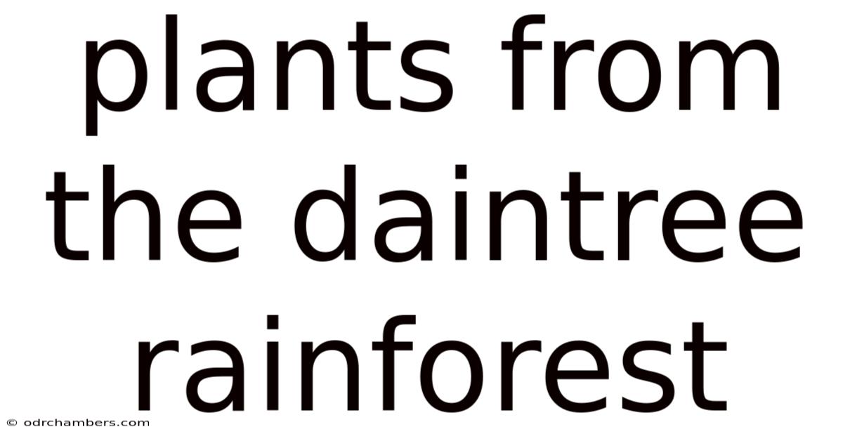 Plants From The Daintree Rainforest