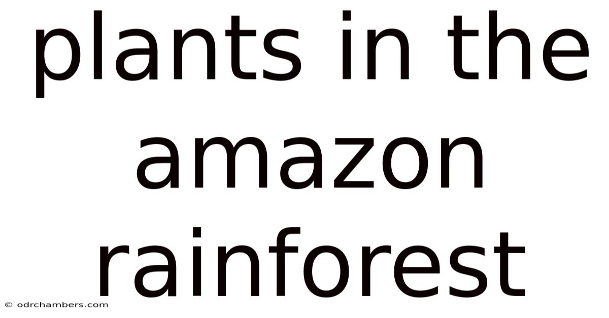 Plants In The Amazon Rainforest