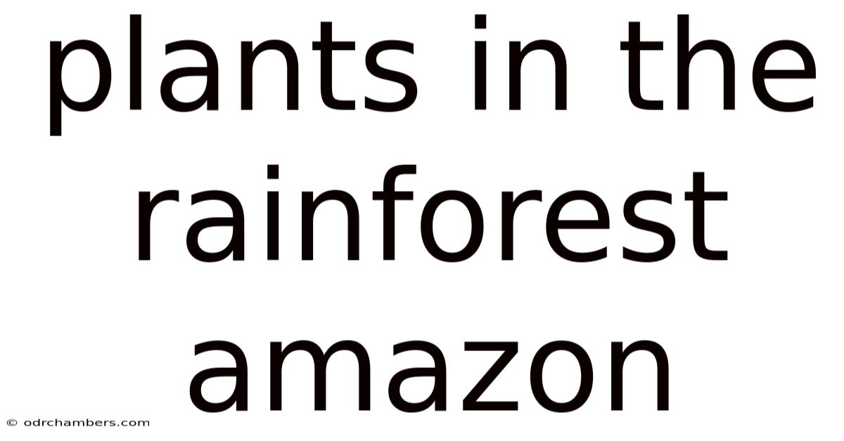 Plants In The Rainforest Amazon