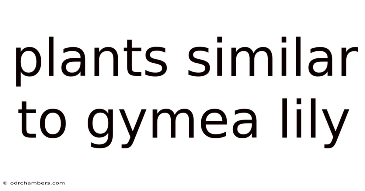 Plants Similar To Gymea Lily
