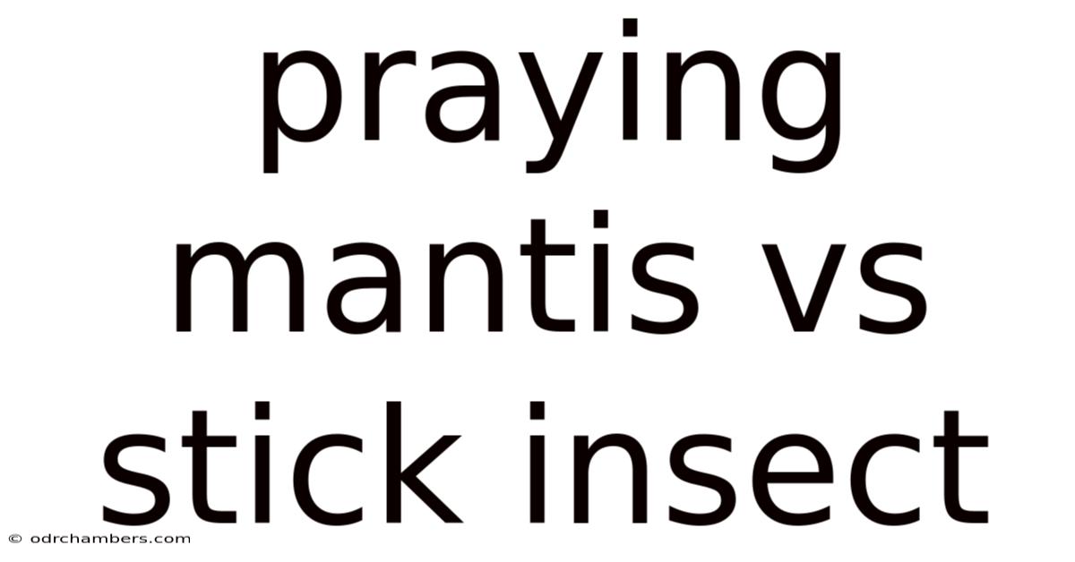Praying Mantis Vs Stick Insect