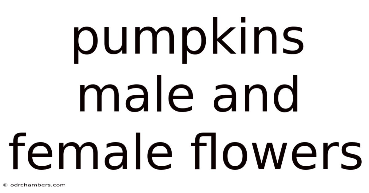 Pumpkins Male And Female Flowers