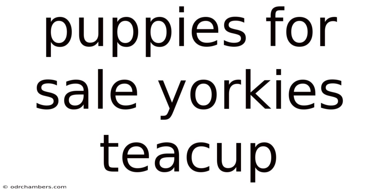 Puppies For Sale Yorkies Teacup