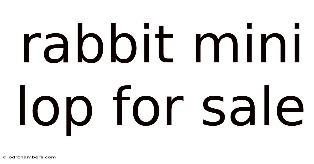 Rabbit Mini Lop For Sale