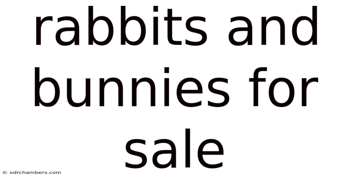 Rabbits And Bunnies For Sale