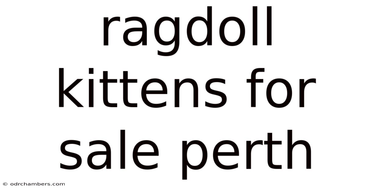 Ragdoll Kittens For Sale Perth