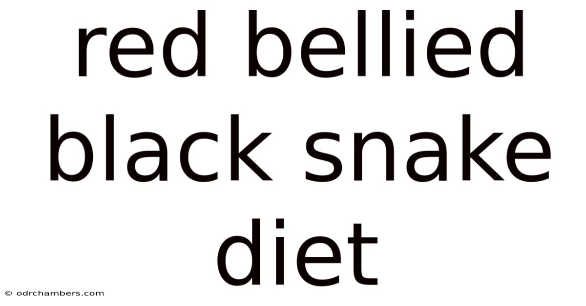 Red Bellied Black Snake Diet
