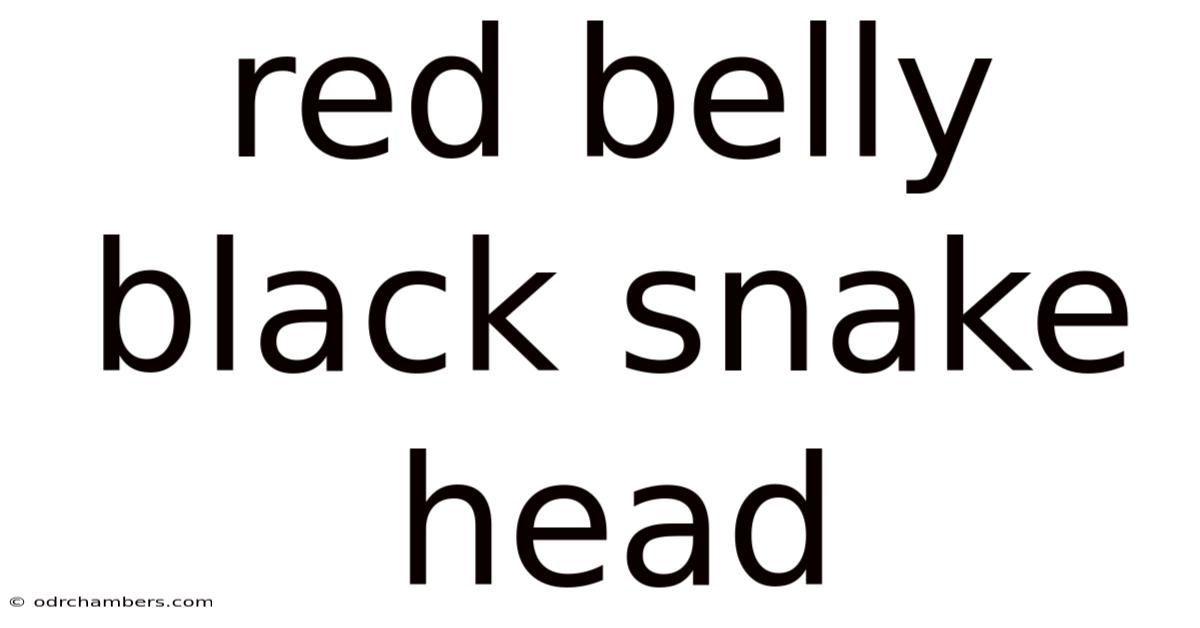 Red Belly Black Snake Head