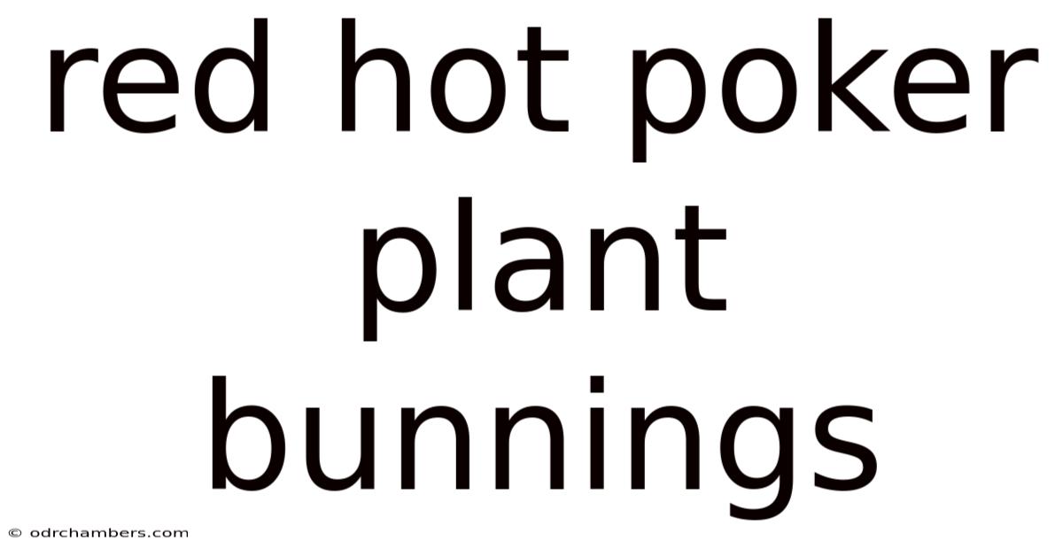 Red Hot Poker Plant Bunnings