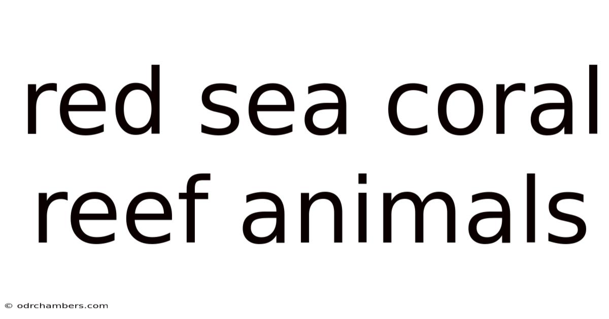 Red Sea Coral Reef Animals