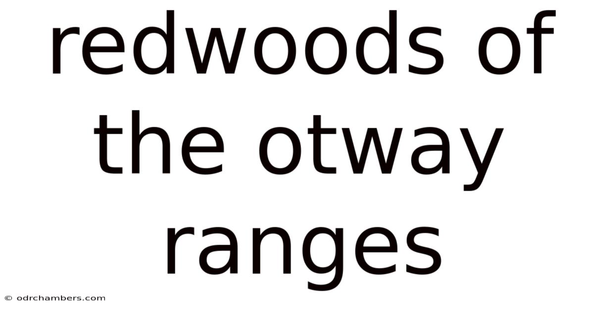 Redwoods Of The Otway Ranges