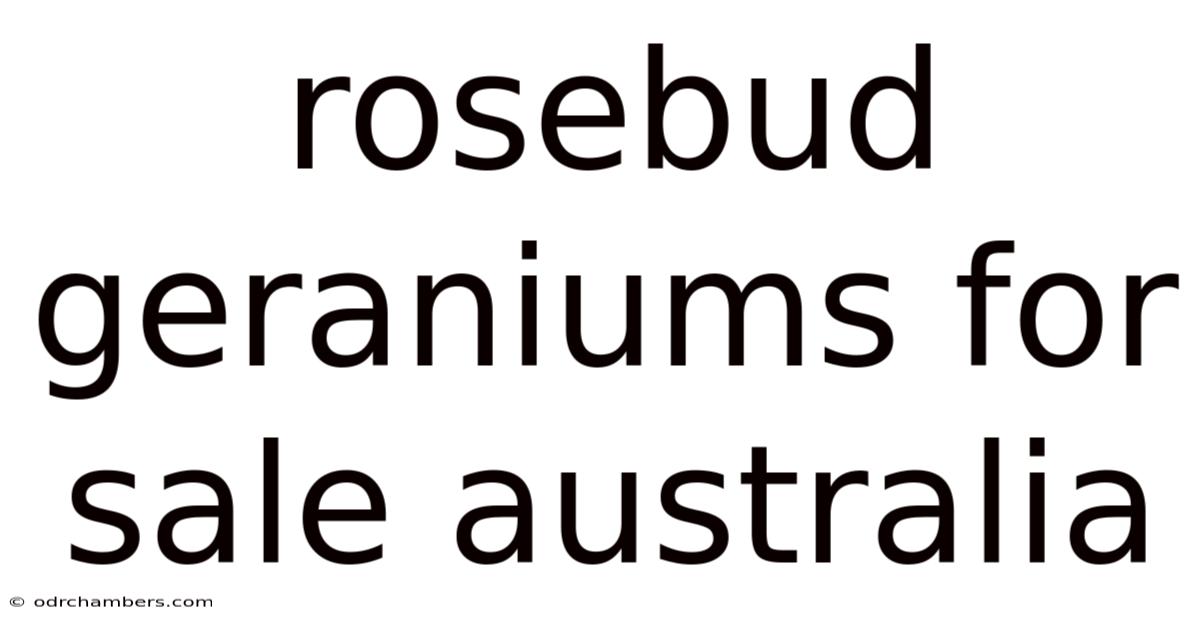 Rosebud Geraniums For Sale Australia