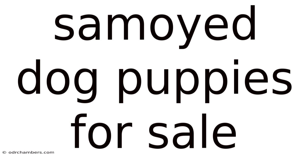 Samoyed Dog Puppies For Sale