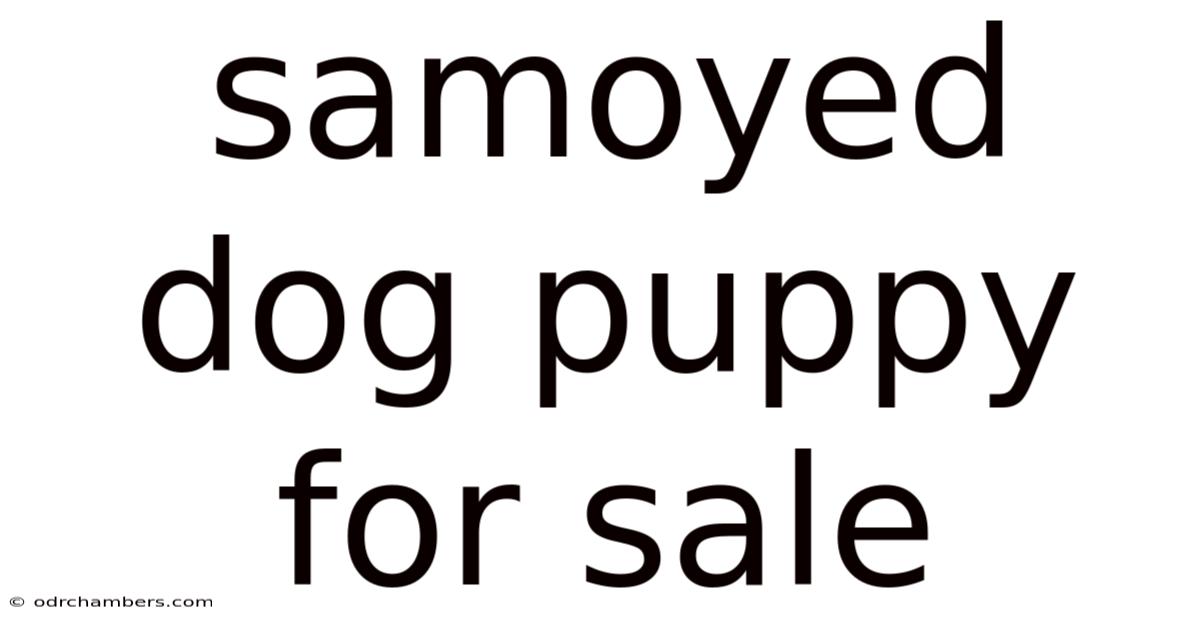 Samoyed Dog Puppy For Sale