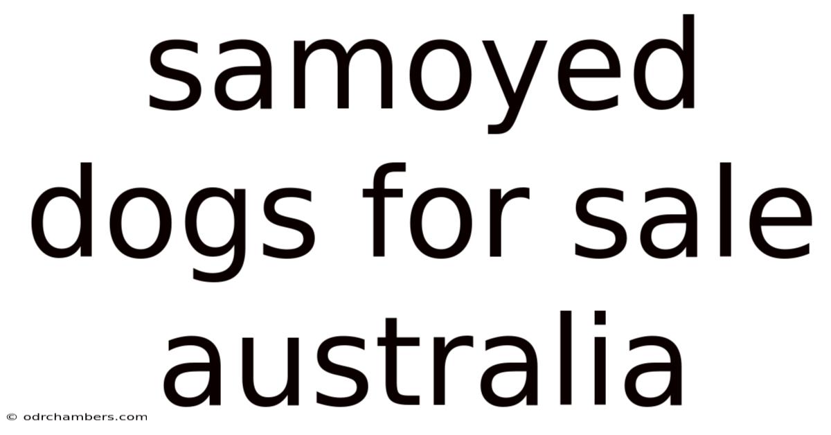 Samoyed Dogs For Sale Australia