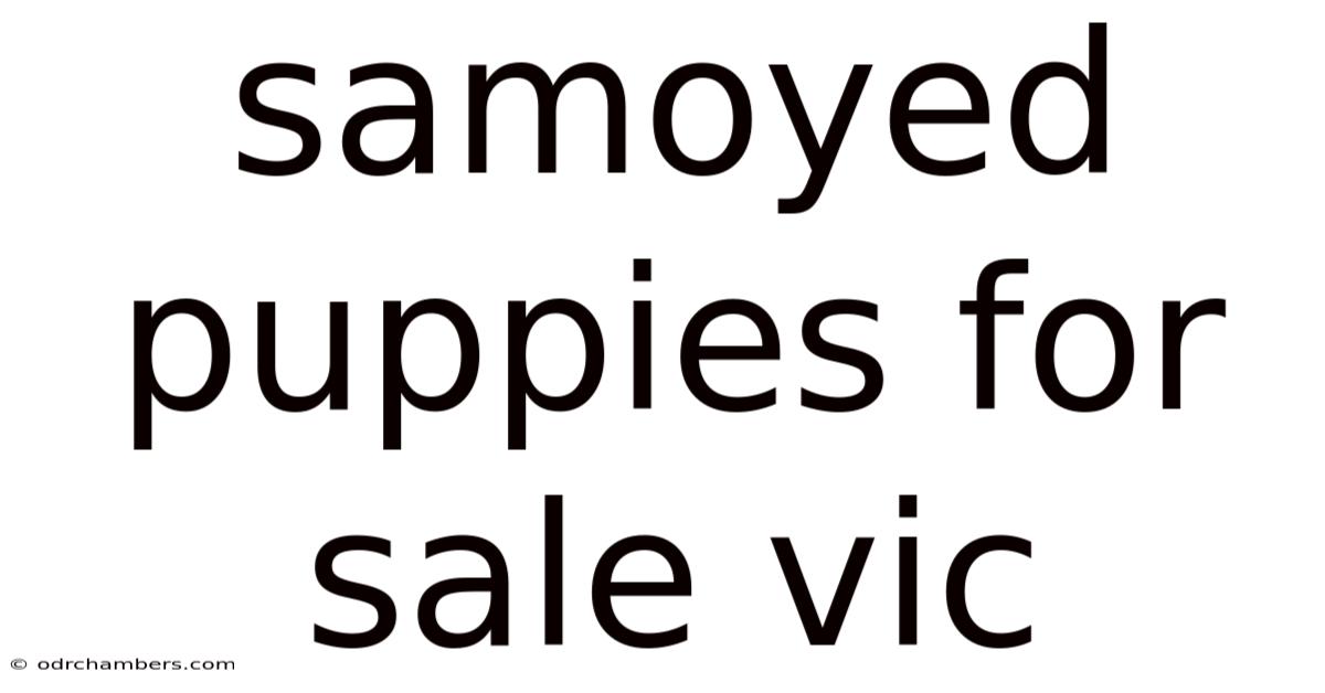 Samoyed Puppies For Sale Vic