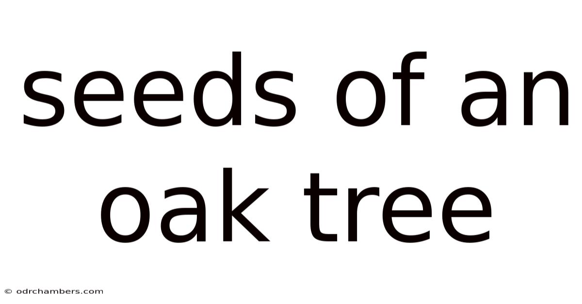 Seeds Of An Oak Tree