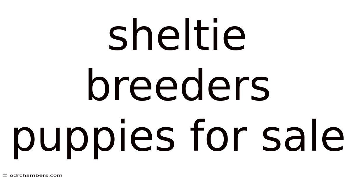 Sheltie Breeders Puppies For Sale