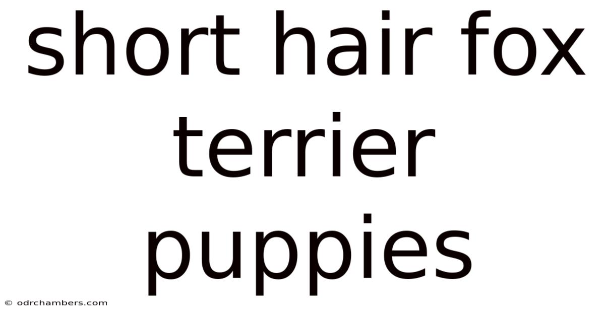 Short Hair Fox Terrier Puppies