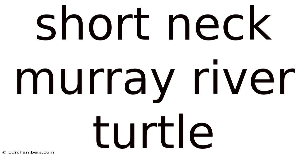 Short Neck Murray River Turtle