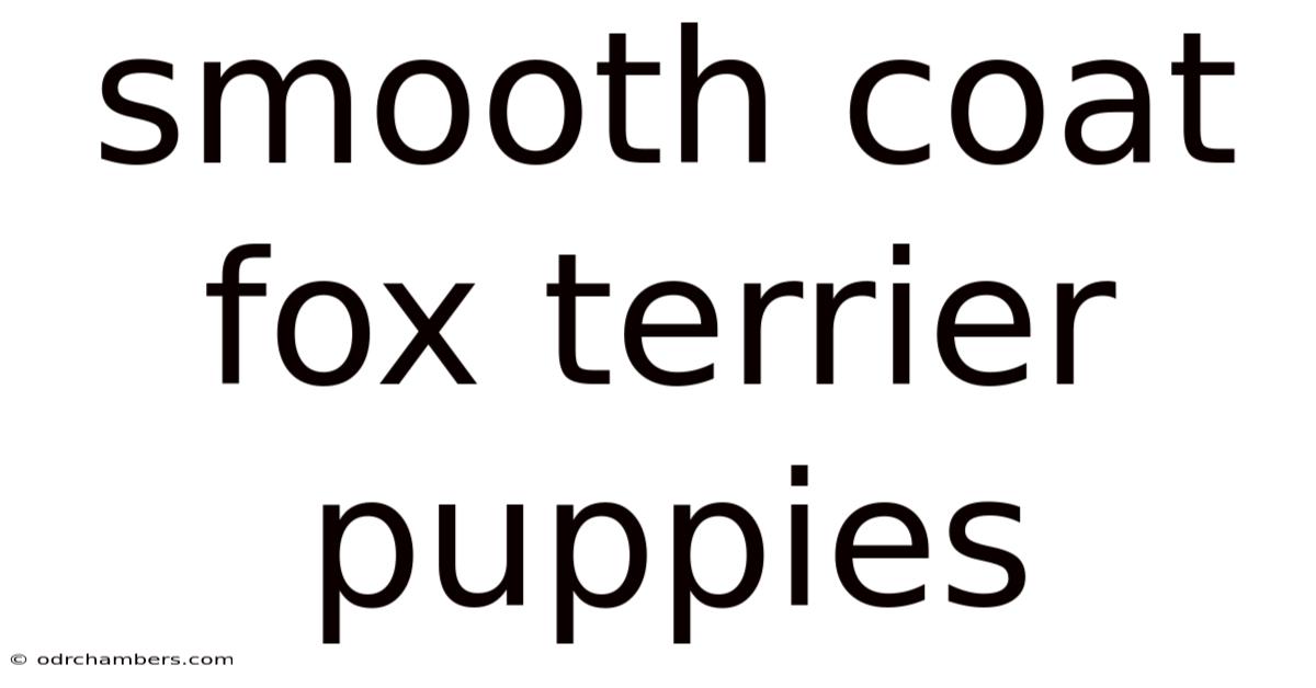 Smooth Coat Fox Terrier Puppies